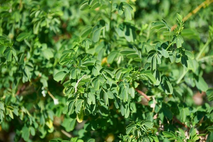 Moringa Bitkisi ve Sağlığa Faydaları