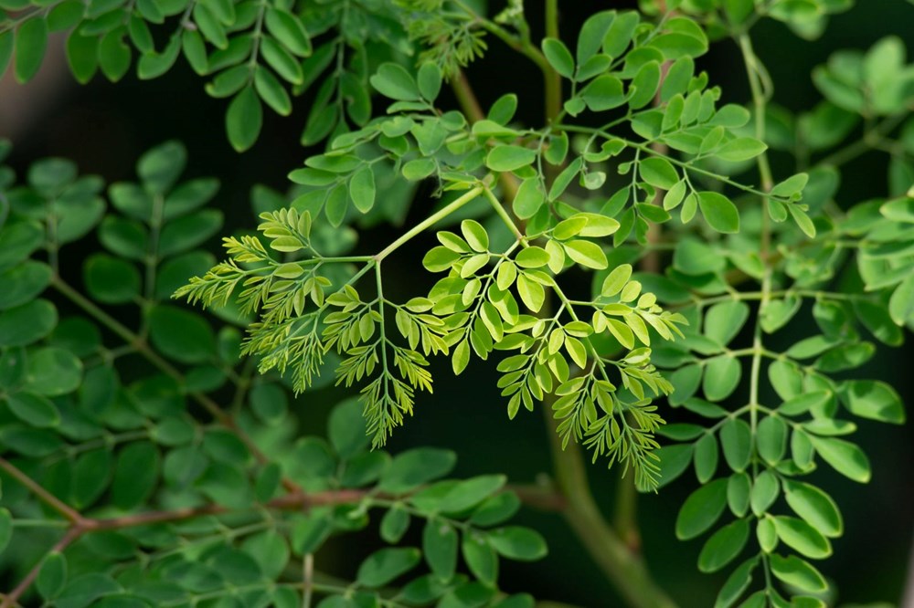 Moringa Bitkisi ve Sağlığa Faydaları