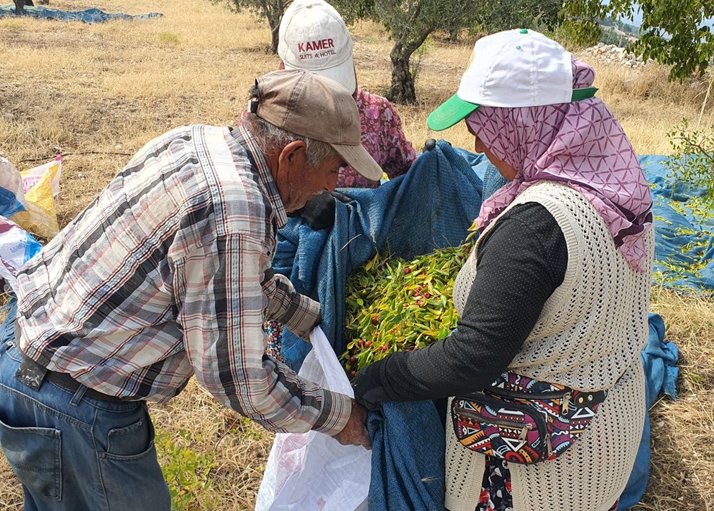 Hünnap: Kış Aylarının Şifalı Meyvesi ve Üretim Süreci