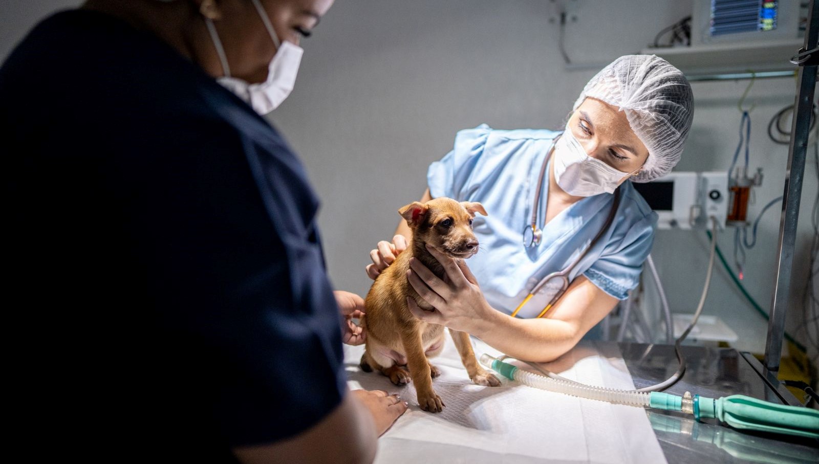 Belçika’da bir köpeğe yapay kafatası yapıldı