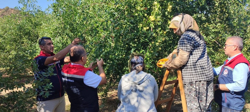 Hünnap Meyvesinin Faydaları ve Özellikleri