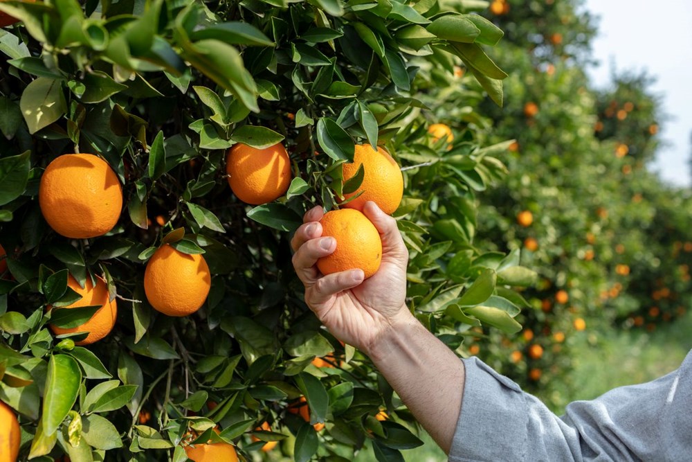 C Vitamini Zengini Meyvelerin Tüketimi ve Mide Sağlığı