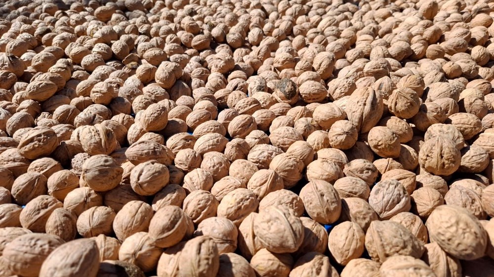 Tunceli'de Ceviz Hasadı Zamanı