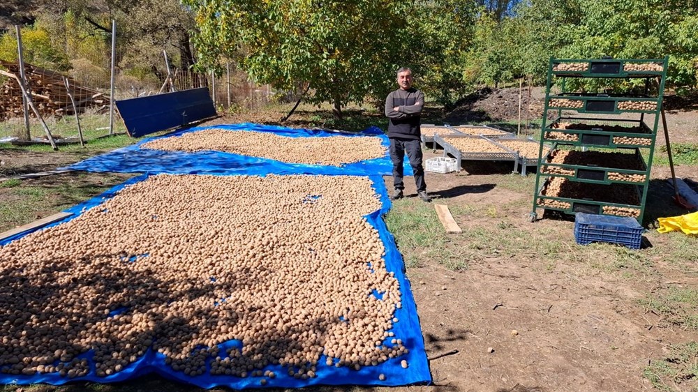 Tunceli'de Ceviz Hasadı ve Sağlığa Faydaları