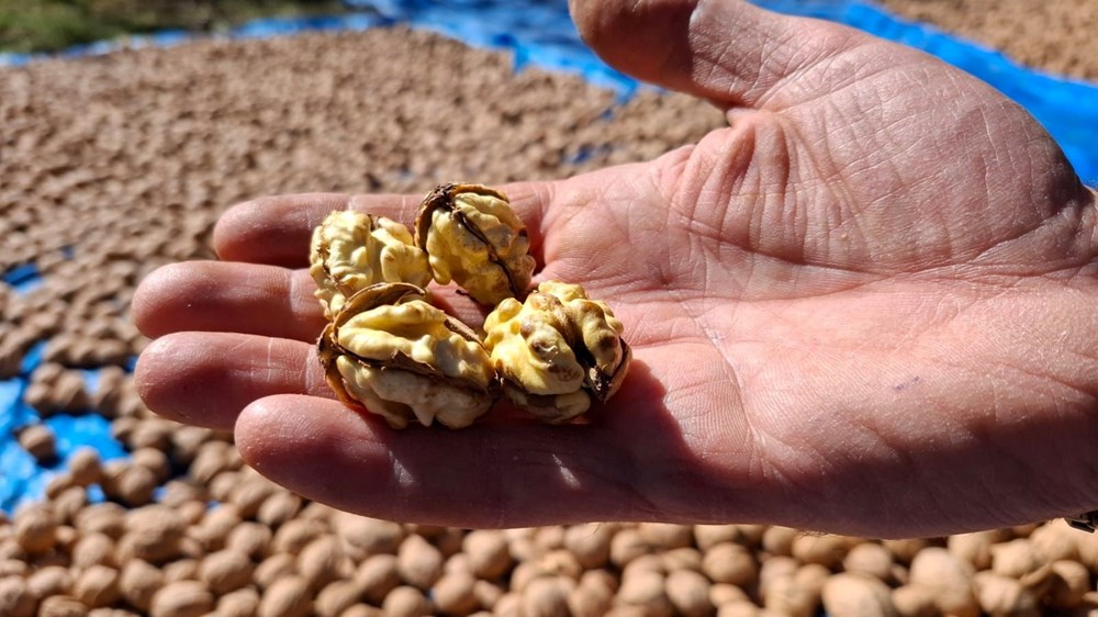 Tunceli'de Ceviz Hasadı ve Sağlığa Faydaları