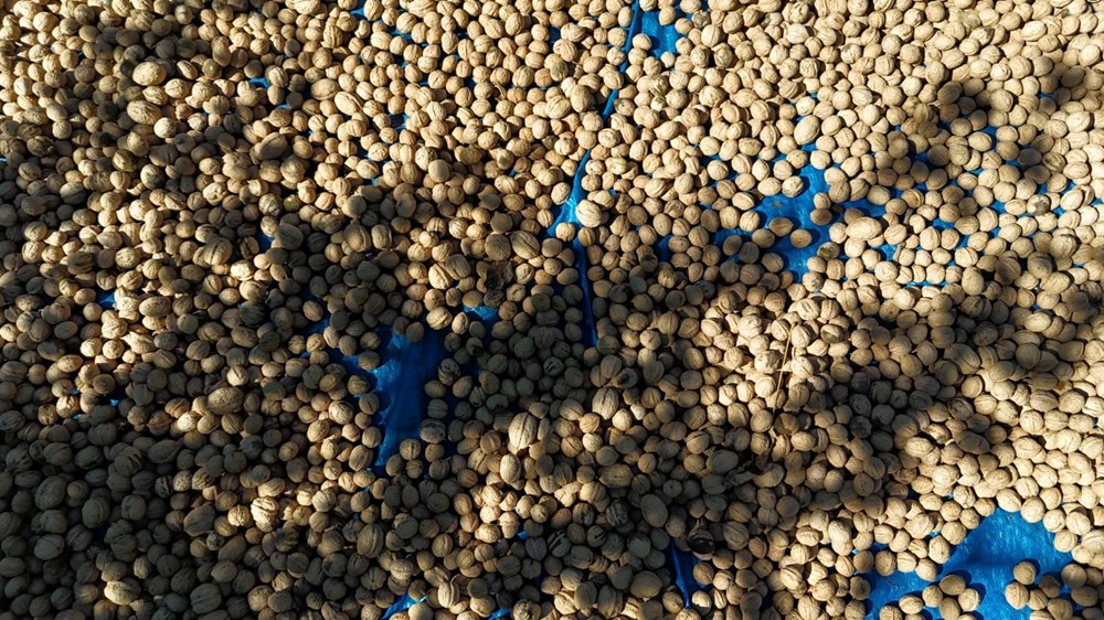 Tunceli'de Ceviz Hasadı ve Sağlığa Faydaları