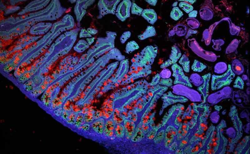 Cilt Yaşlanmasının Sırları: Cambridge Üniversitesi'nden Çarpıcı Araştırma