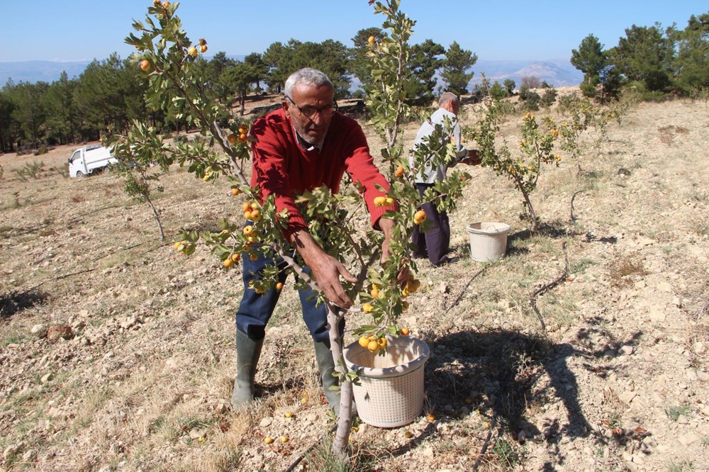 Bağcağız Mahallesi'nde Alıç Hasadı ve Faydaları