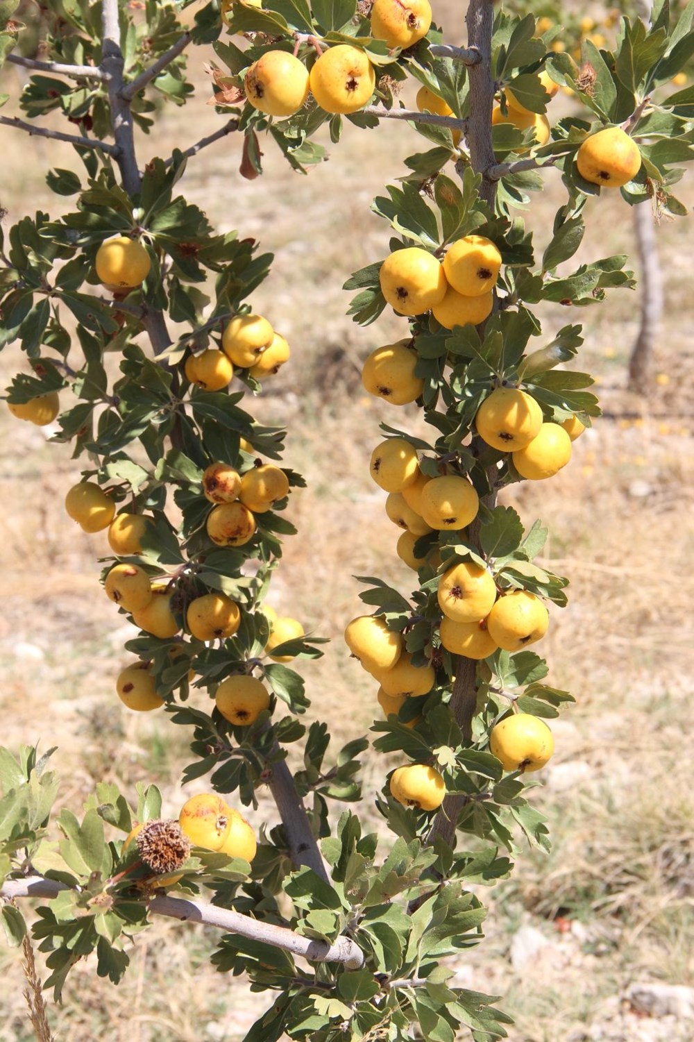 Bağcağız Mahallesi'nde Alıç Hasadı ve Faydaları