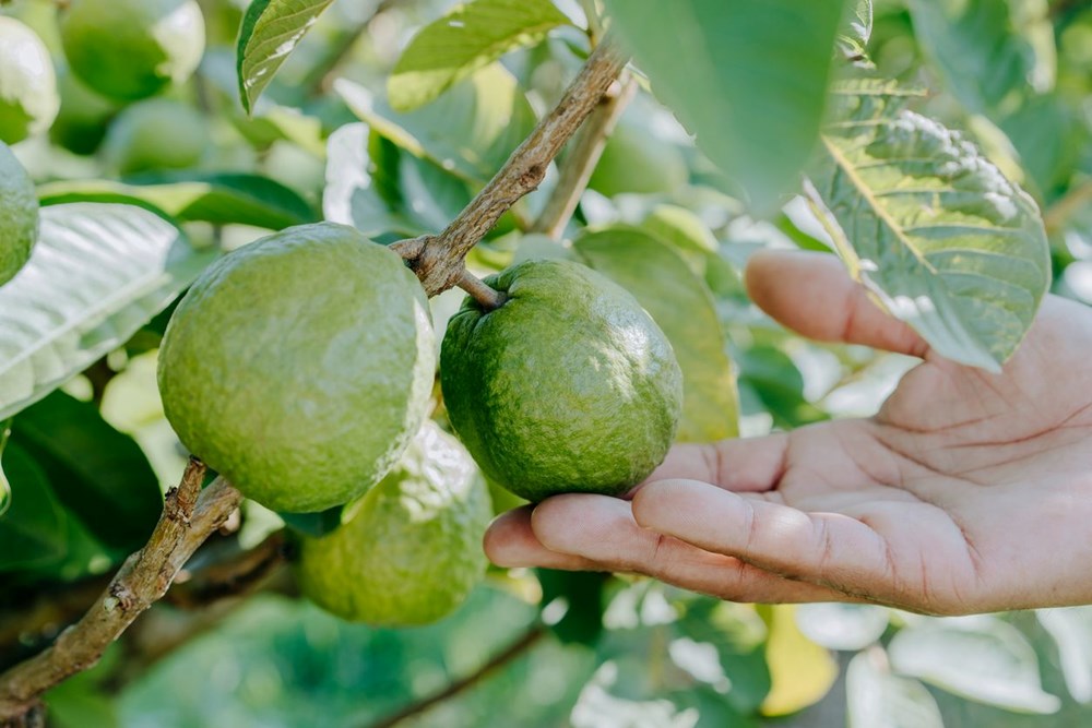 Guava ve Elma: Sağlık ve Besin Değerleri Karşılaştırması