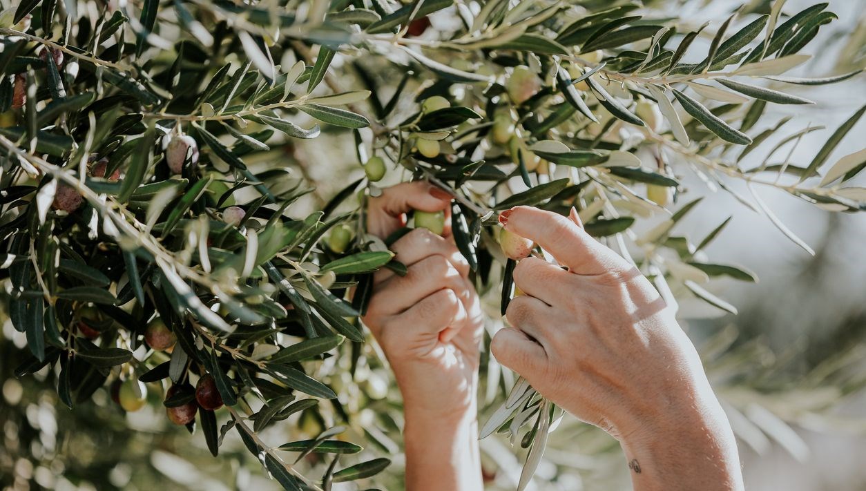 Zeytin yaprağı özütü sağlığınızı nasıl iyileştirebilir?